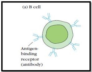 Kuby, 5th edition, Unit 2: Cells and organs of immune system, , Immunology.